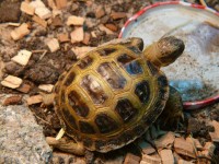 /album/tortellini/torti-11-jpg/